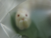 クリア袋の蚕 013 クリア袋の蚕 013